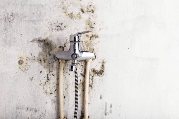 Best Commercial Mold Removal  in Fairfield, AL
