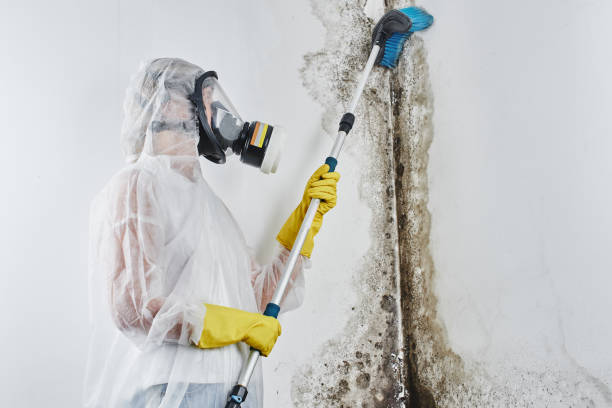 Best Mold Removal Specialists  in Fairfield, AL