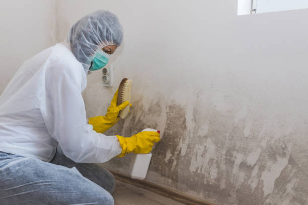 Best Mold Remediation Services  in Fairfield, AL