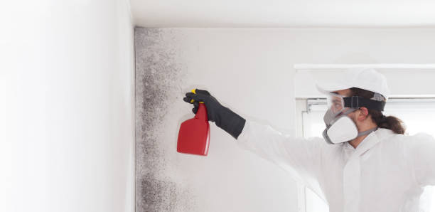 Best Fast Mold Removal  in Fairfield, AL