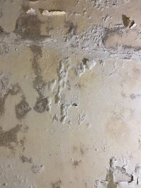 Best Office Mold Removal Services  in Fairfield, AL