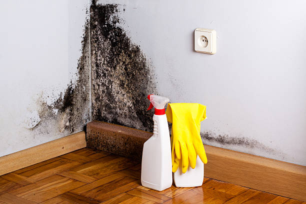 Best Same-Day Mold Removal  in Fairfield, AL