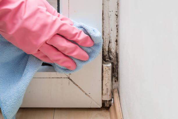 Trusted Fairfield, AL Mold Removal Experts