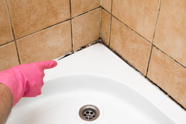 Best Professional Mold Removal  in Fairfield, AL